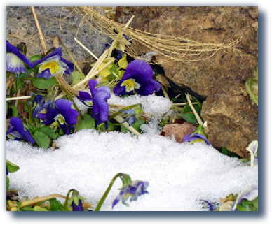 Sping